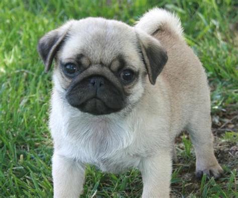  The breeder strives to raise great health, temperament, and conformation in all of the Pug puppies they sell in California
