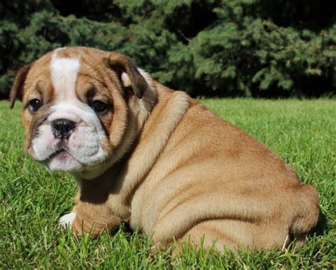  The bulldog is also a great breed for those with children and can easily acclimate to new surroundings