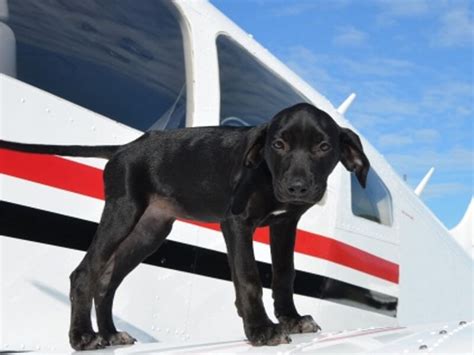  The businesses in our network can even arrange for pups to fly to your nearest