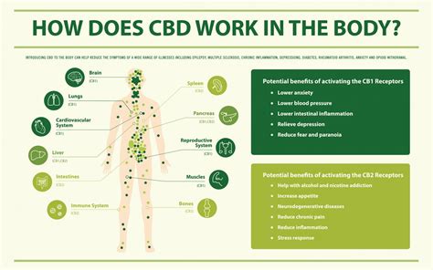  The calming effect of CBD can also cause slight drowsiness, especially when higher doses are used
