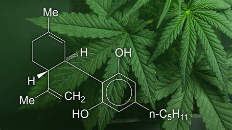  The cannabidiol compounds are isolated after extraction from the hemp plant