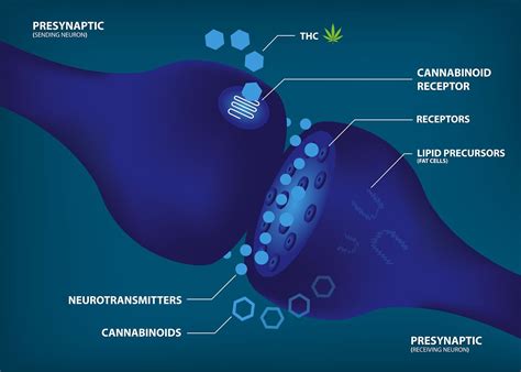  The cannabinoid binds to cannabinoid receptors in the brain, thus impeding the electric charges and reducing seizures