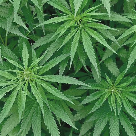  The cannabis sativa plant is also a possible source of positive test outcomes