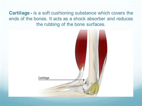  The cartilage has shock-absorbing features and prevents the two bone surfaces from rubbing