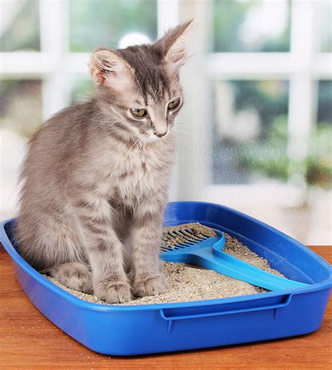  The cat box potty training works and lessens the stress of a new home