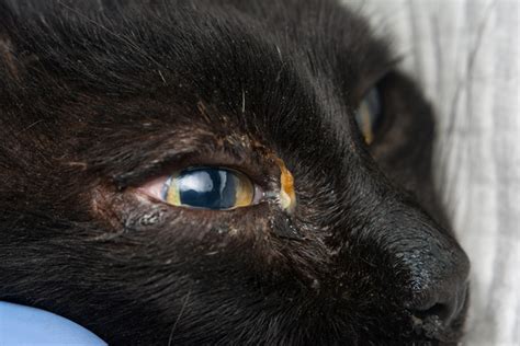  The causes range from the feline herpes virus to bacteria, foreign bodies like dirt , or allergies