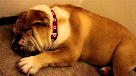  The characteristic snorting and snoring noises from the English Bulldog are also caused by their brachycephalic face