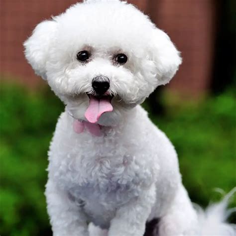  The coat is hypoallergenic and does not shed, making the Bichpoo an ideal choice for people with allergies