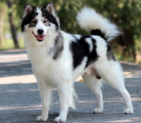  The coat of this hybrid dog may be short or long depending on the variety of its parents