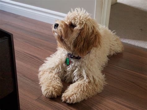  The cockapoo is one of the oldest designer dog breeds there is, which is a testament to its popularity