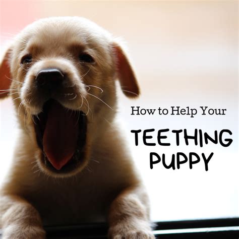  The cold helps tremendously with teething pain, which is typically the cause of puppy biting and chewing