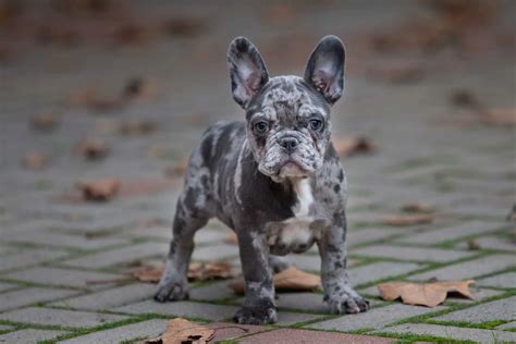  The color and coat pattern of the French Bulldog can also affect its cost