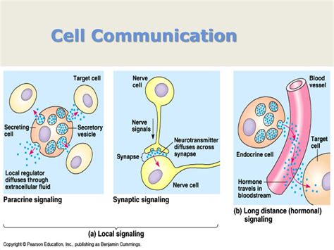  The communication between the cells has a job to do