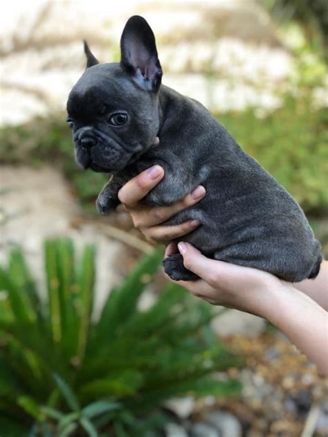  The companies with El Paso French Bulldog for sale that we partner with are more concerned about breeding the healthiest puppies with the best temperaments