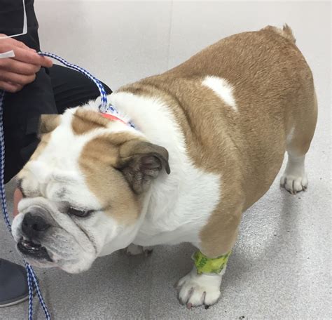  The complications associated with the screw tails include: Tail Fold Pyoderma in the English bulldog type This condition comes about when the dog flushes its tail with its butt