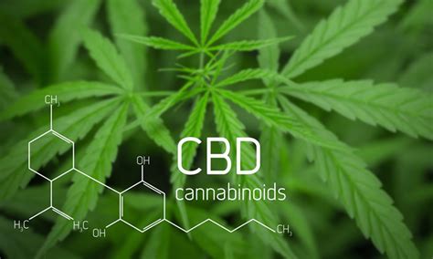  The conclusion of this study noted that CBD could be a viable option to treat tumors in both humans and animals