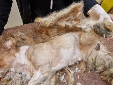  The conditions of the filthy, matted dogs found there were so bad that they referred the case to the Pennsylvania SPCA which investigates animal cruelty
