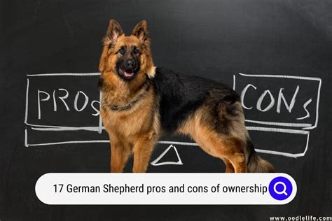  The cons of purchasing from a German Shepherd breeder You will pay far more for a cattle dog from a breeder than a rescue or shelter