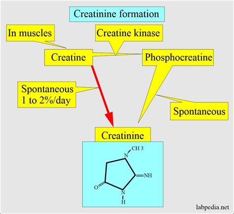  The conversion of creatine in orange juice further increases availability of creatinine as it is obvious from urine creatinine concentration