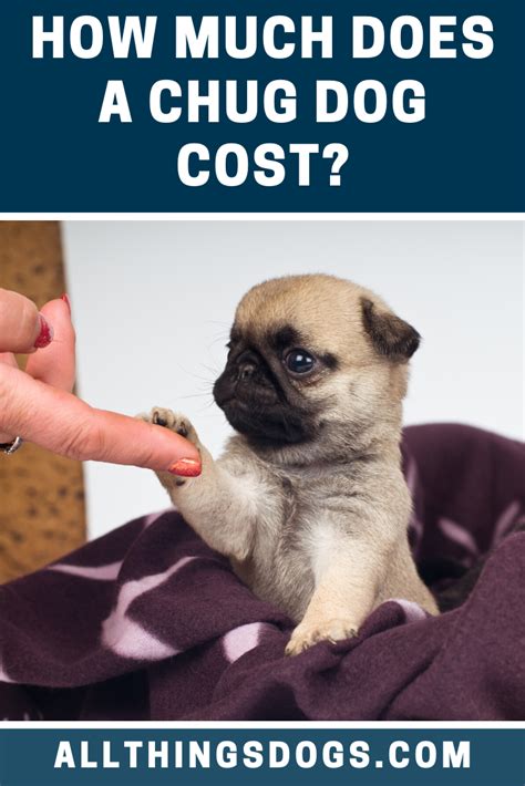  The cost depends on factors like parent breed history and whether the puppy is dewormed, vaccinated, spayed, or chipped
