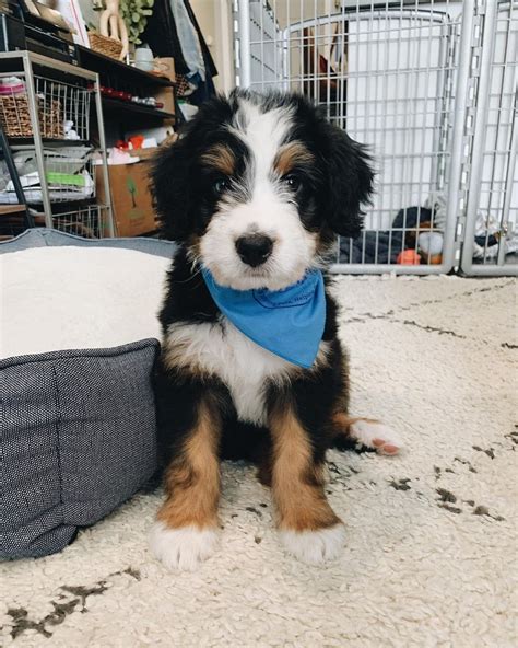 The cost of a Bernedoodle will differ depending on what is included when you pick up your dog