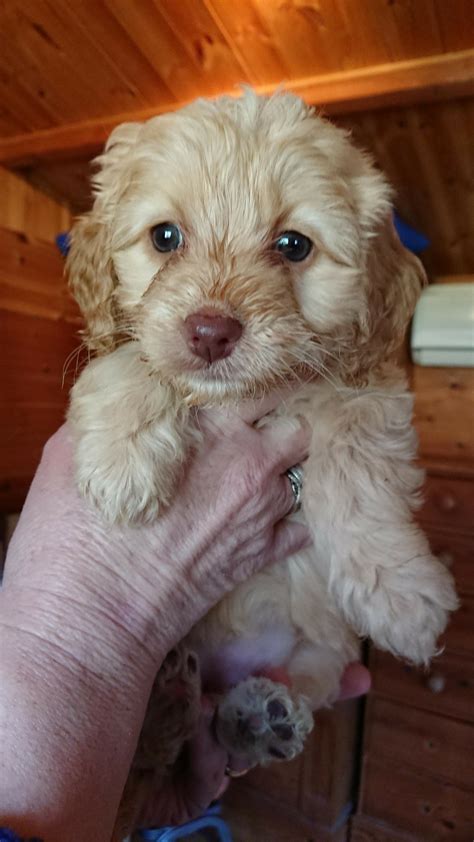  The cost of a Cockapoo puppy varies widely and depends on many factors