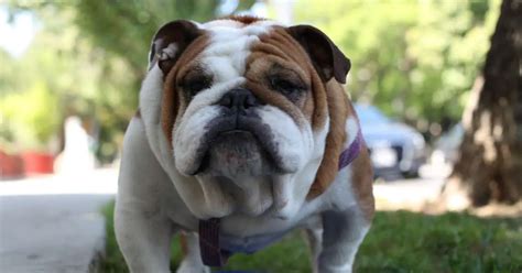  The cost of owning an English Bulldog, however, can be quite high