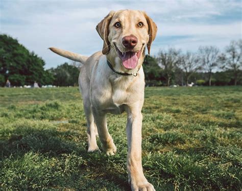  The cost to keep a Labrador healthy, exercised and happy can get pricey