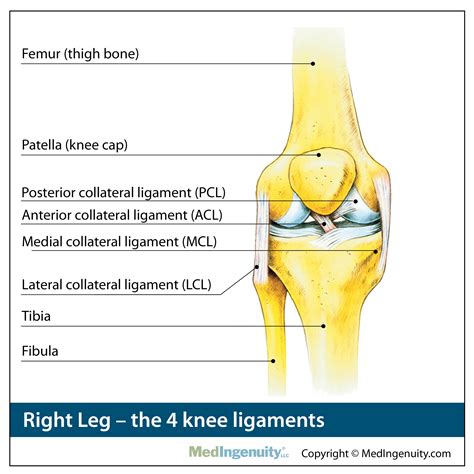  The cranial cruciate ligament is one of the four tough bands of tissue that hold each knee together