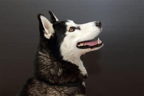 The crossbred puppy may end up anywhere from 35 to 45 pounds with a size resembling more of the Husky side