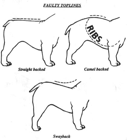  The croup then curves downward to the set on of the tail, creating the arch that is distinctive to the breed