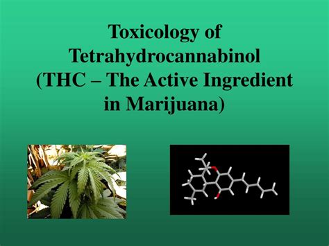  The crucial thing to note is that these oils contain no tetrahydrocannabinol THC , the ingredient that causes psychoactive effects