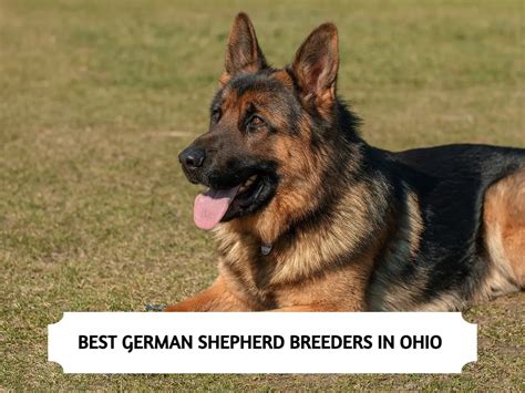  The current median price of german shepherds in ohio is 