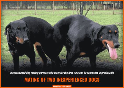  The current popularity of the breed has brought a lot of inexperienced breeders, unscrupulous breeders, backyard breeders, and scammers into the market, so the advice is, buyer beware