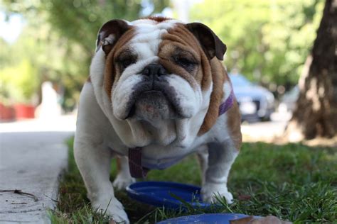 The current role most suitable for the English Bulldog would be as a companion or family pet, given their sweet demeanor