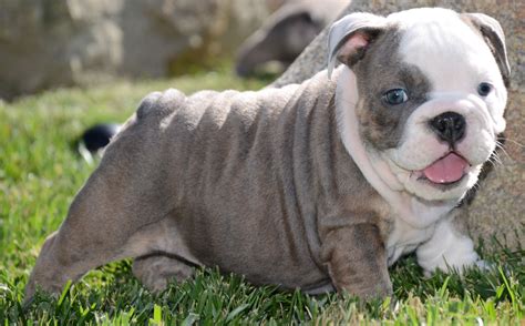  The d-d genotype makes up the blue English Bulldog variations: blue brindle, blue fawn, blue with tan points, blue sable fawn, etc