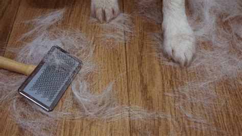  The degree of shedding and furnishings will vary