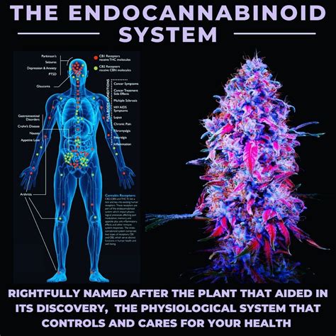  The discovery of a pre-established endogenous cannabinoid system has led researchers to hypothesize that the active ingredients, mainly phytocannabinoids, contained in Cannabis sativa both medical and industrial cultivar — this last also known as hemp , could interact with this system, producing both the therapeutic and psychotropic effects of the plant