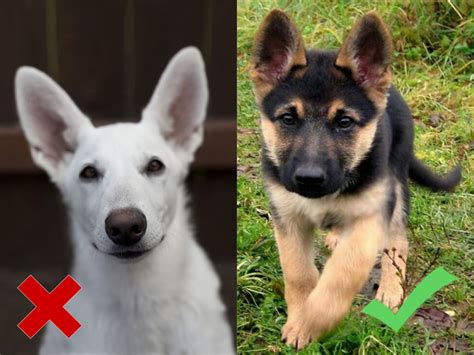  The distance or gap between the ears of Germans Shepherd is less as compared to other breeds