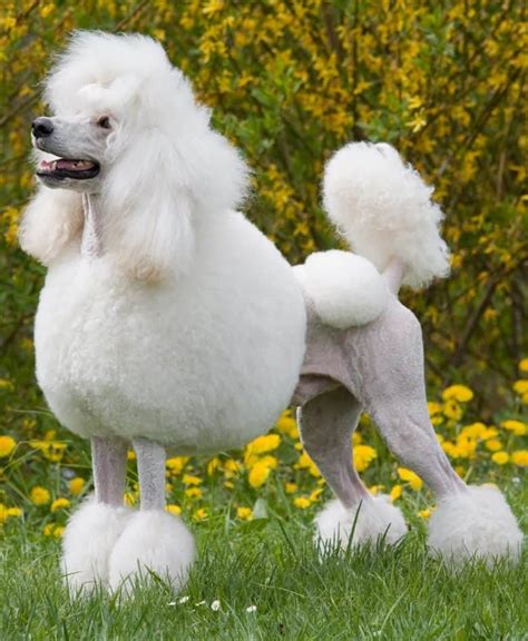  The distinct lion cut of Poodles allowed for better movement and protection when they were working