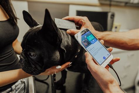  The dog microchip should have all your important contact information as the owner, increasing the chances of your Bully being returned to you as soon as possible if they get lost