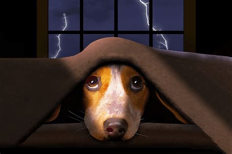  The dog notices this and becomes scared because they associate that sensation with the trauma of thunderstorms