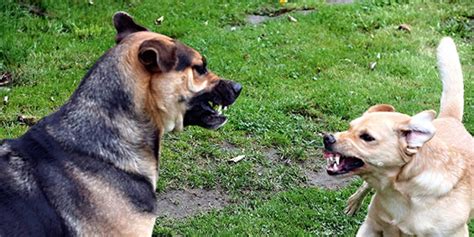  The dog shows intimidating behavior when interacting