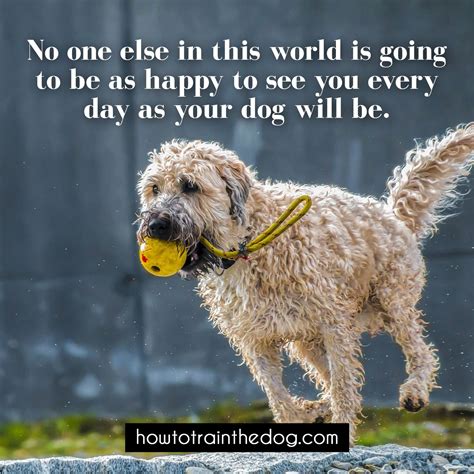  The dog will feel happy and won