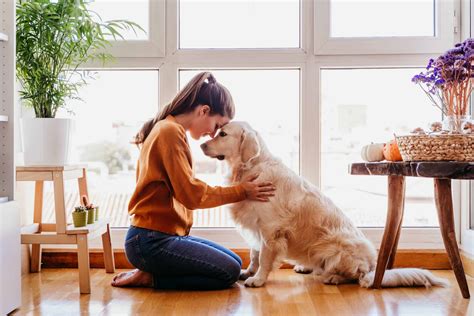  The dog would stay next to its owner while he is watching television, cooking, or strolling on the terrace, thus making them a great companion