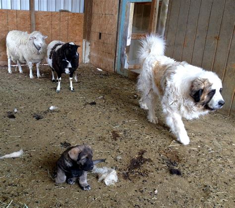  The dogs get time working livestock in addition to a full range of ages with kids and other family exposure