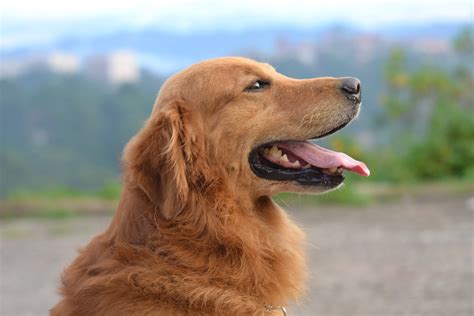  The dogs usually grow up having great temperaments similar to golden retrievers