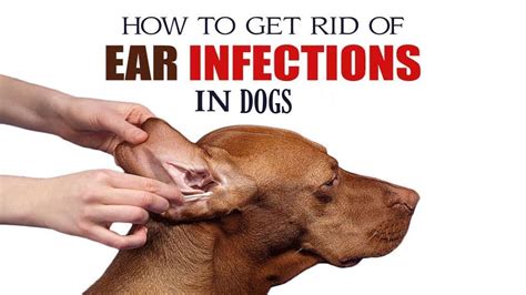  The easiest way to protect your dogs from an ear infection is to keep them clean