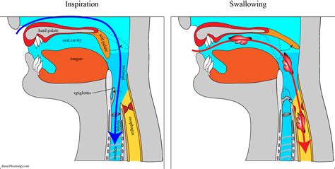  The elongated soft palate can cause a blockage to the windpipe entrance, creating the typically loud snoring and breathing noises they produce