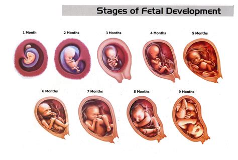  The embryo is now referred to as the foetus